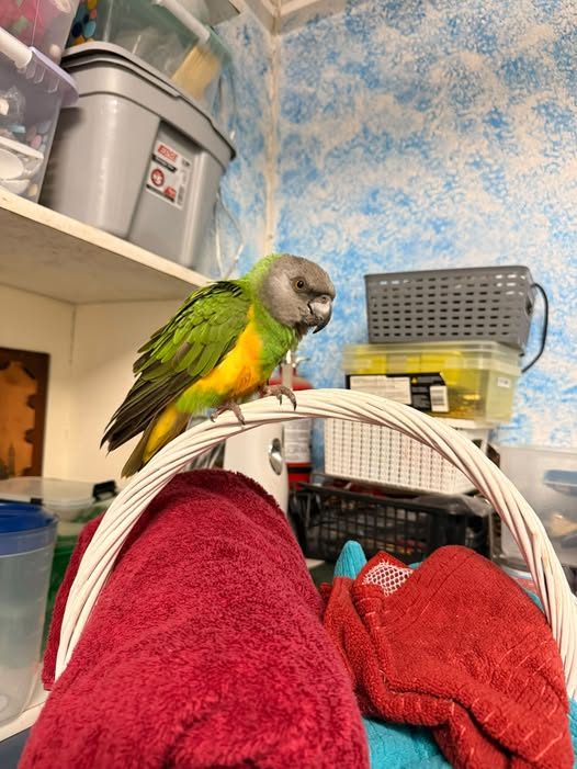 Found Pet in Sylmar, California — listing photo