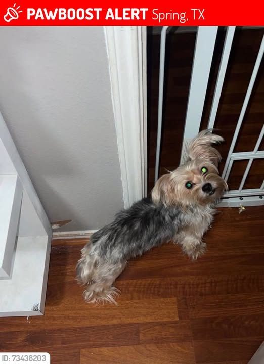 Lost Dog in Spring, Texas — MiMi was LOST in Spring, TX 77388 near Louetta Glen