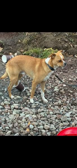 Lost Pet in DeRuyter, New York — listing photo