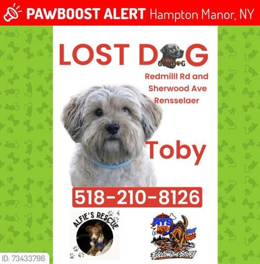 Lost Dog in Hampton Manor, New York — Toby was LOST in Hampton Manor, NY 12144 near Redmill Rd and Sherwood Avenue Rensselaer