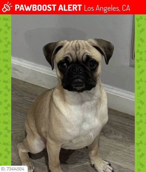 Lost Dog in Los Angeles, California — Rio was LOST in Los Angeles, CA 90011 near 51st and avalon