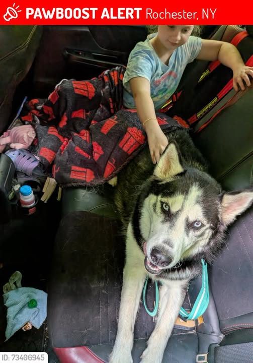 Lost Dog in Rochester, New York — Taleb was LOST in Rochester, NY 14624 near Courtright ln