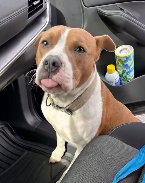 Found Dog in Honeoye Falls, New York — listing photo