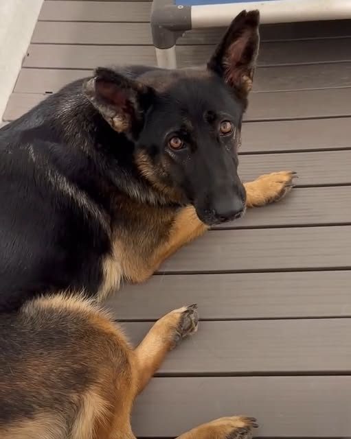 Found Dog in Devore, California — Devore, CA - Picked up as a stray 10 days ago and now on the euthanasia list:(Please click…
