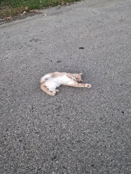 Lost Cat in Waukegan, Illinois — Anyones missing cat