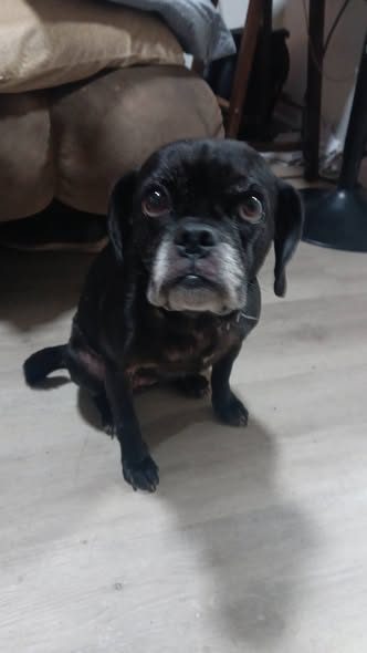 Found Pet in Albany, New York — listing photo