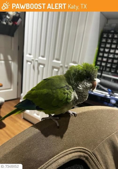Found Pet in Katy, Texas — This bird was FOUND in Katy, TX 77493 near Eula Morgan Road