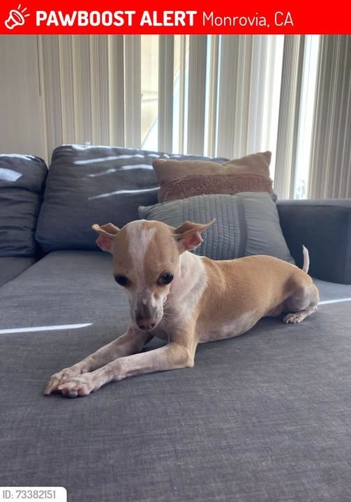 Lost Dog in Monrovia, California — Katyusha was LOST in Monrovia, CA 91016 near Crestview and Hillcrest