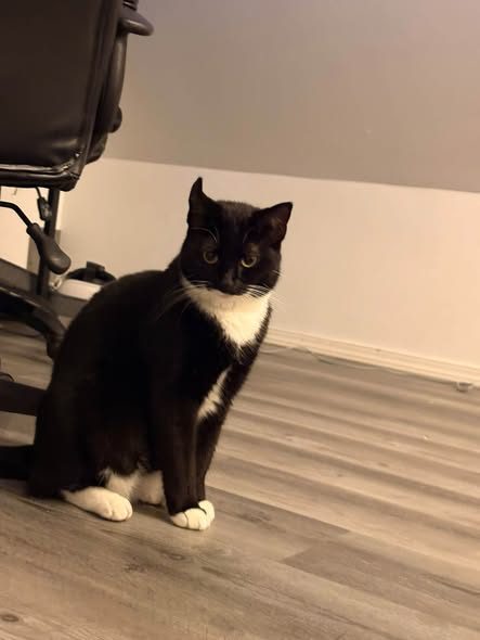 Lost Cat in Mohawk, New York — My two year old kitty went missing morning