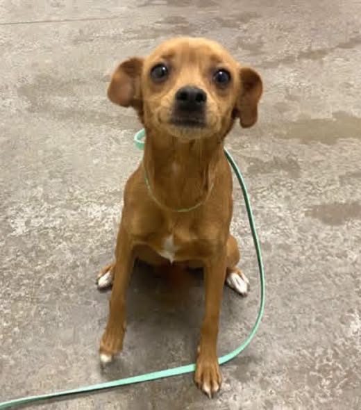 Found Dog in Phoenix, Arizona — You got me as a little puppy and then got a new dog and replaced me