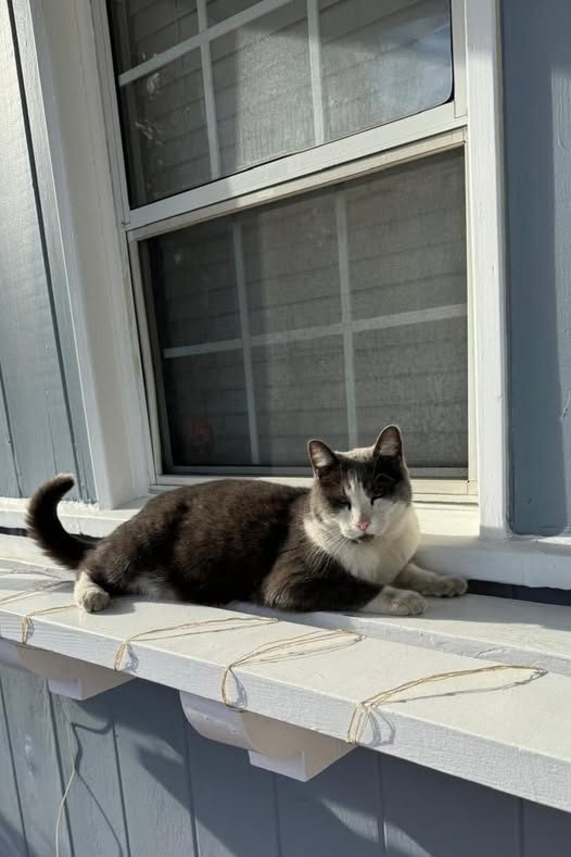 Lost Cat in Panorama City, California — listing photo