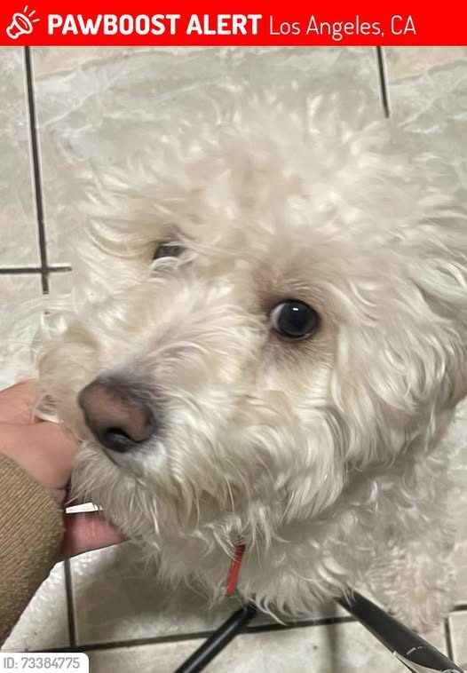 Lost Dog in Los Angeles, California — Chicle was LOST in Los Angeles, CA 90037 near St 56th St