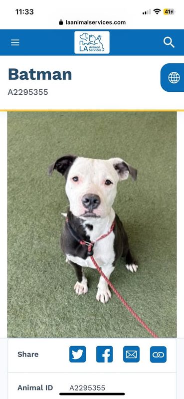 Found Dog in North Hollywood, California — Young pitbull puppy found in North Hollywood