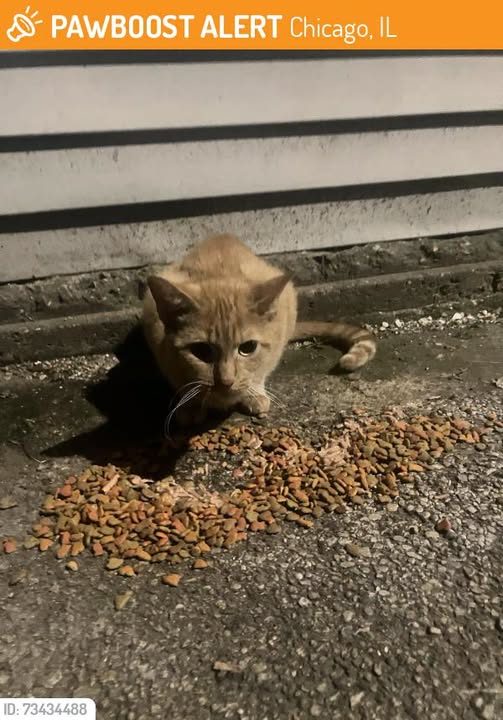 Found Cat in Chicago, Illinois — This cat was FOUND in Chicago, IL 60641 near Barry and Lamont