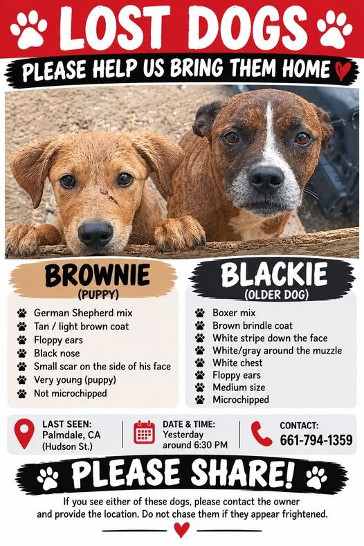 Lost Dog in Palmdale, California — listing photo