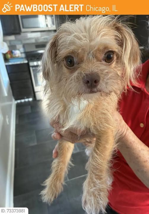 Found Dog in Chicago, Illinois — This dog was FOUND in Chicago, IL 60623 near place and sacramento