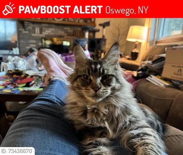 Lost Cat in Oswego, New York — Tatiana was LOST in Oswego, NY 13126 near Off county route 53 not far from 104