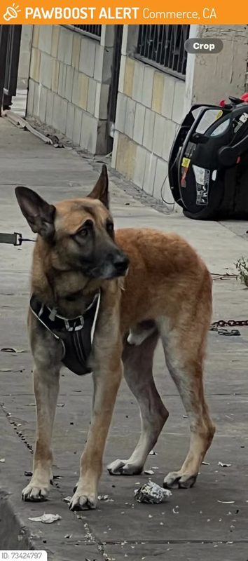 This dog was FOUND in Commerce, CA 90040 near Union Pacific