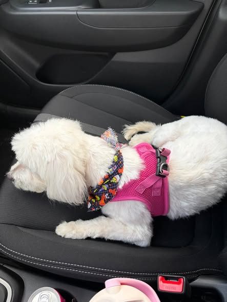 Found Pet in Mundelein, Illinois — listing photo