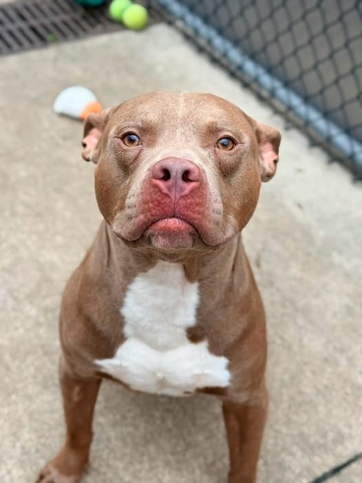 Found Pet in Chicago, Illinois — Cheddarwurst A321504 — Handling video: Came in as a stray and is available for rescue holds…