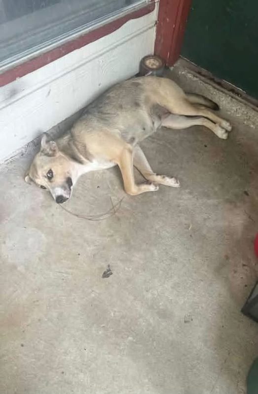 Found Pet in Houston, Texas — 911 OWNERS MOVED AND DUMPED THEIR DOG & NOW IT WAITS PATIENTLY FOR THEM TO RETURN LOCATED IN…
