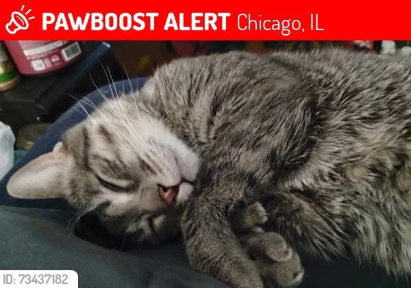 Lost Cat in Chicago, Illinois — PAWBOOST MAP SHOWS LOCATION LOST AS 19TH AND KEDZIE ▪︎ CONTACT OWNER THRU PAWBOOST LINK WITH…