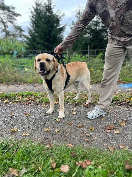 Found Dog in New Lisbon, New York — listing photo