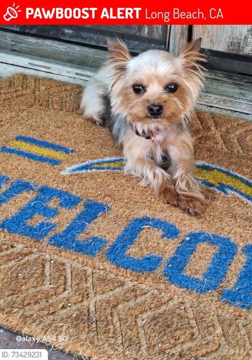 Lost Dog in Long Beach, California — Long Beach, Yorkie Missing from Home