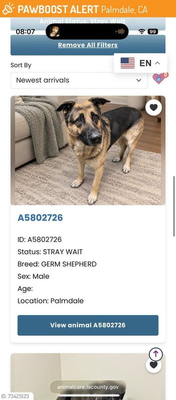 Found Dog in Palmdale, California — This dog was FOUND in Palmdale, CA 93551 near Albertsons
