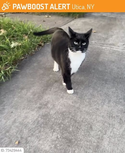 This cat was SIGHTED in Utica, NY 13501 near East utica