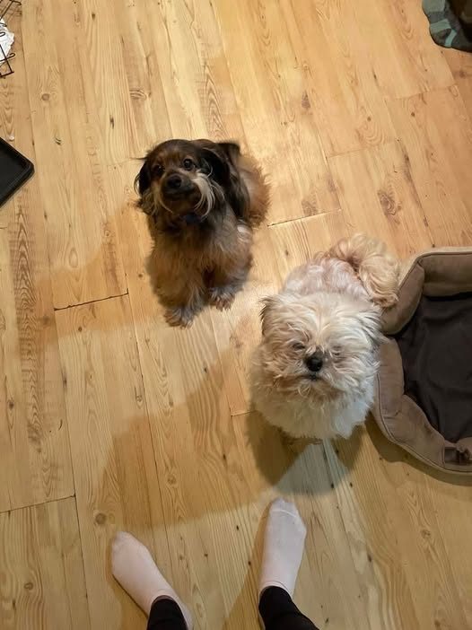 Lost Pet in Los Angeles, California — Downtown Los Angeles, CA Missing since late Monday The furry beige guy on the right ran…