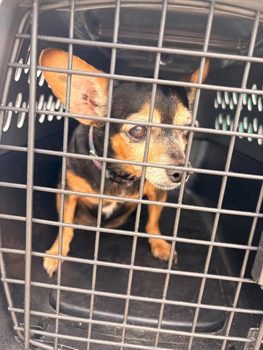 Found Pet in Pekin, Illinois — INTAKE DATE: TEMPORARY NAME: Clarice DESCRIPTION: female LOCATION FOUND: Pekin, IL CALL FOR RECLAIM