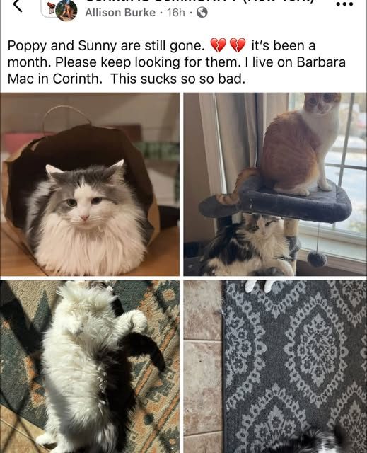 Lost Pet in Corinth, New York — listing photo