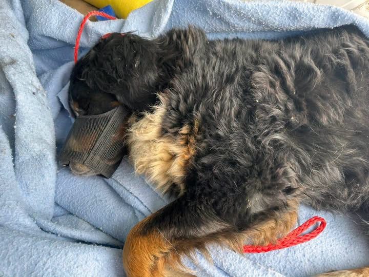 Found Dog in Perry, New York — listing photo