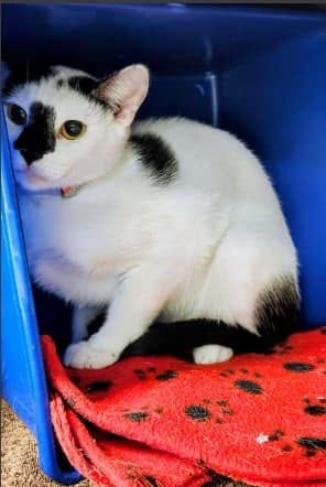 Pet alert in Houston, Texas — On Euthanasia list at BARC, Houston for Thursday, deadline at 1 PM🚨 Stunning and adorable kitty 🐱… — additional photo 2