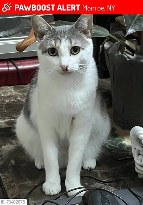 Lost Cat in Monroe, New York — Sailor was LOST in Monroe, NY 10950 near Between sunfish lane and laroe rd