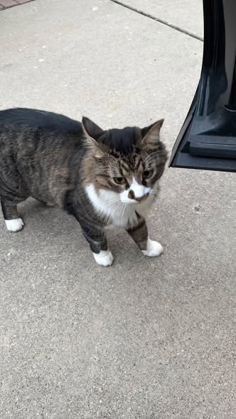 Found Cat in Vernon Hills, Illinois — I found this sweet kitty outside of my house