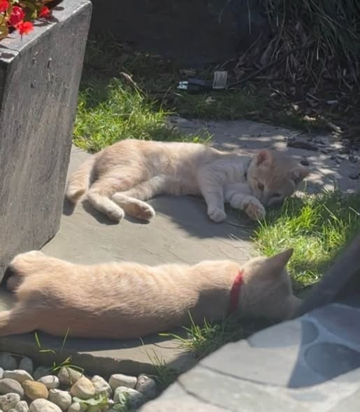 Found Pet in Advance, Illinois — UPDATE: Puma (red collar) has been found and is now home — additional photo 2
