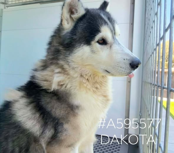 lost dog in San Bernardino, California