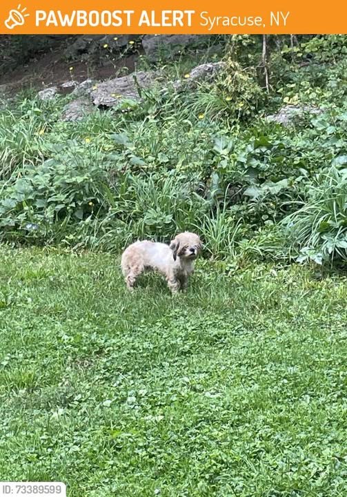 Found Dog in Syracuse, New York — This dog was FOUND in Syracuse, NY 13207 near parkside ave + onondaga park drive