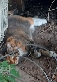 Found Cat in Lisle, Illinois — Please help spread the word about this found cat — additional photo 3