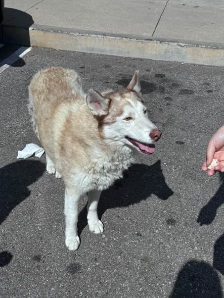 Found Dog in Rowland Heights, California — LOOSE DOG SPOTTED – ROWLAND HEIGHTS 🚨 A medium-sized white Husky was spotted… — additional photo 3