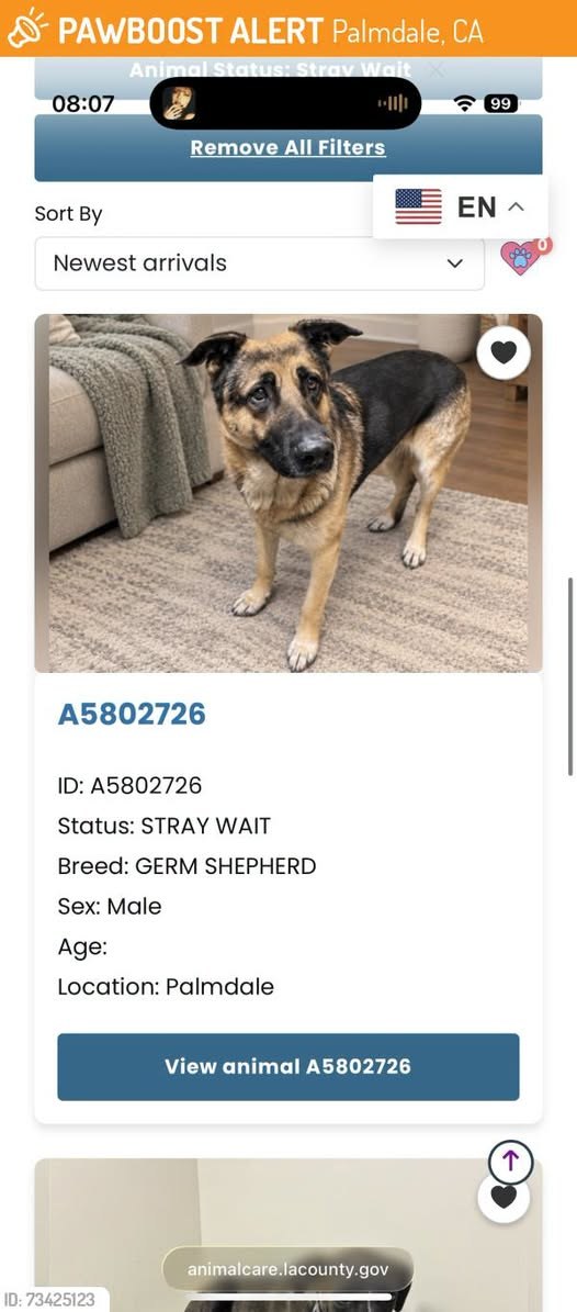 Found Dog in Palmdale, California — This dog was FOUND in Palmdale, CA 93551 near Albertsons