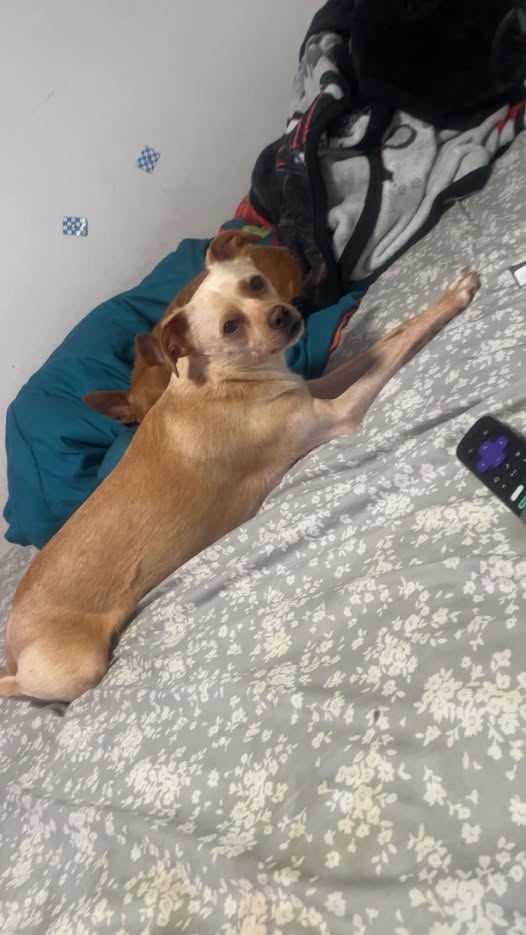 Lost Pet in North Chicago, Illinois — My baby boy is missing since 1 am this morning 💔 please if have him or have seen him…
