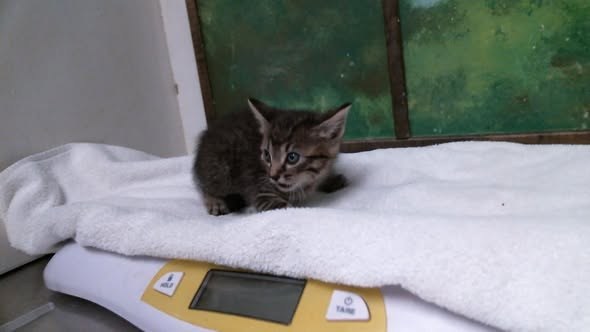 Pet alert in Houston, Texas — On Euthanasia list at BARC, Houston for Monday, Deadline at 1 pm🚨 Stunning and friendly Mom 🐱 ❤️… — additional photo 3