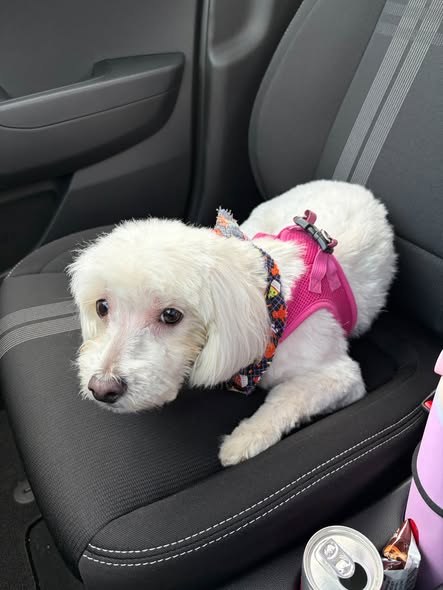 Found Pet in Mundelein, Illinois — listing photo — additional photo 2