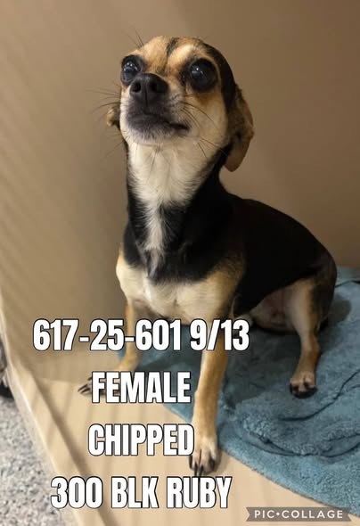 Found Pet in Joliet, Illinois — listing photo — additional photo 4