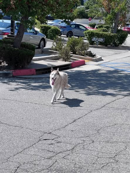 Found Dog in Rowland Heights, California — LOOSE DOG SPOTTED – ROWLAND HEIGHTS 🚨 A medium-sized white Husky was spotted… — additional photo 4