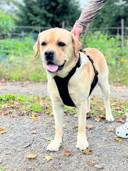 Found Dog in New Lisbon, New York — listing photo — additional photo 2