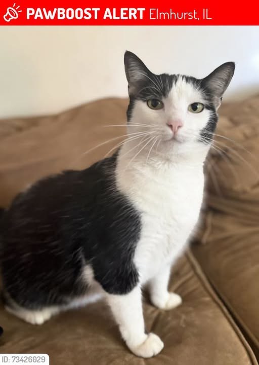 Lost Cat in Elmhurst, Illinois — Wispy was LOST in Elmhurst, IL 60126 near Emroy and Fukketon
